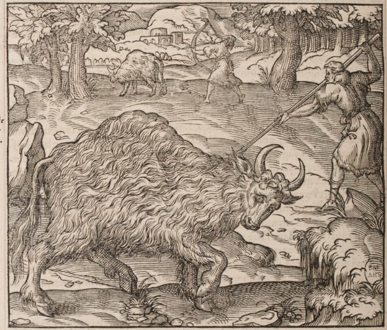 Buttol, beste cornue & mo[n]struese.