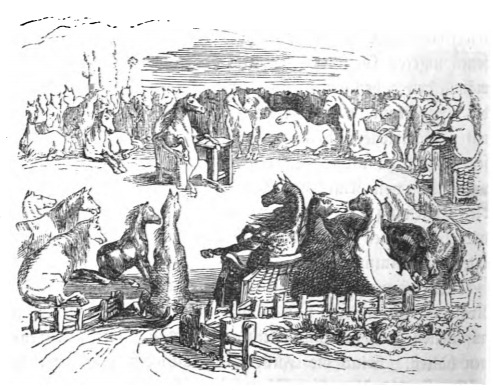 [general meeting of the Houyhnhnms]