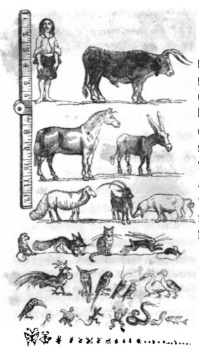[The scale of humans and animals on Lilliput]