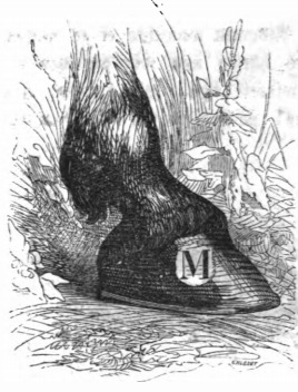 [hoof of Gulliver’s Houyhnhnm master]