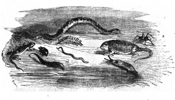 [A variety of reptiles]