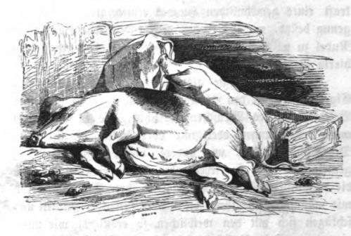 [swine]
