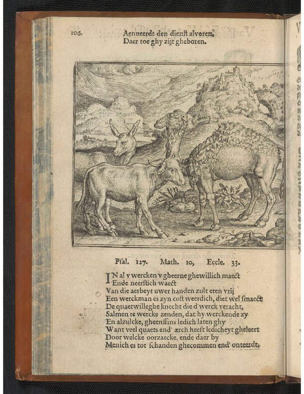Vande esel, kemel, buffel en mule