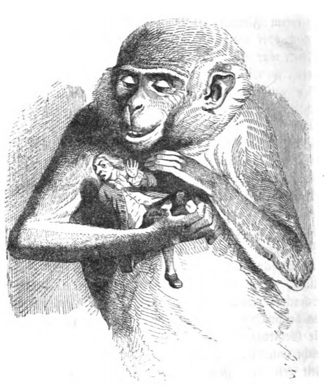[A monkey from Brobdingnag holds Gulliver]