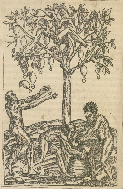 [Indigenous Brazilian men pick fruit from a tree]