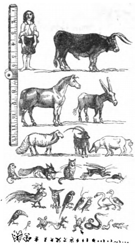 [The scale of humans and animals on Lilliput]