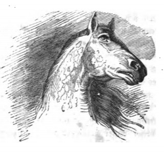 [the head of a Houyhnhnm]